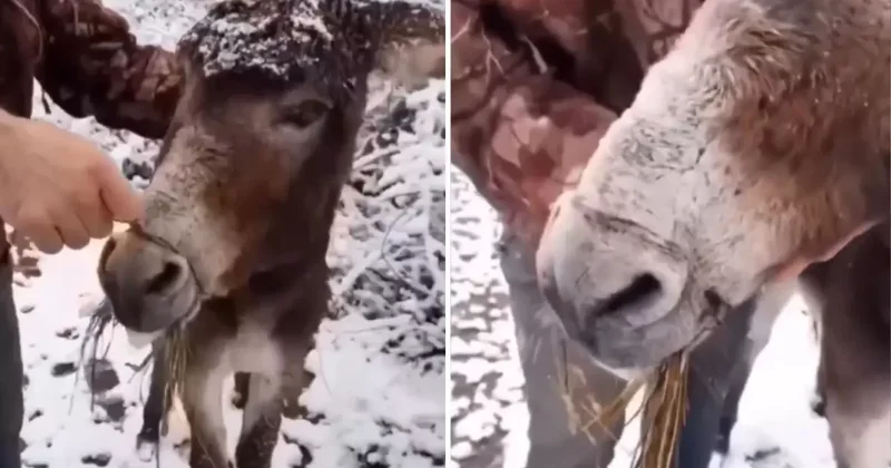 Bu görüntüler vicdanları sızlattı! Ağzını telle bağlayarak ölüme terk ettiler