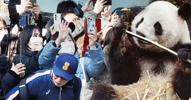 Son bir kez görelim