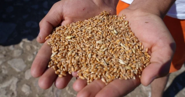 Bayburt ta 2 bin 570 işletmeye 67 bin 294 çuval yem desteği verilecek Bayburt Haberleri