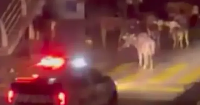 İzmir de gülümseten anlar: Polis megafonundan ineklere dağılın uyarısı VİDEO İZLE