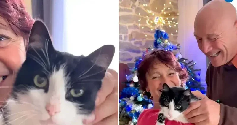 İspanya da kaybolan kedi Fransa dan çıktı