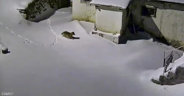 Elazığ da evin çevresinde yiyecek arayan kurt kamerada Elazığ Haberleri