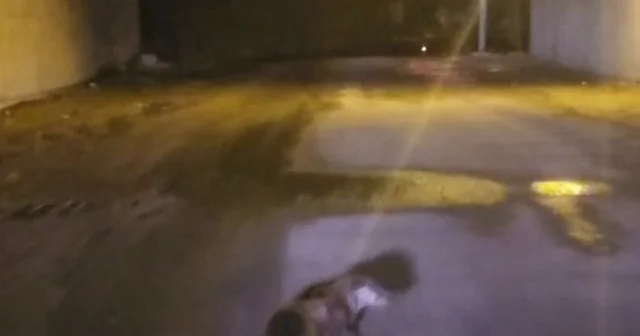 Yol ortasındaki su samuru görüntülendi Adıyaman Haberleri