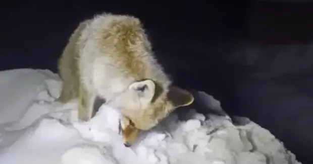 Hakkari haberleri Hakkari de hareketsiz tilkiye yaklaşan köylü acı manzarayla karşılaştı 28 Ocak 2026