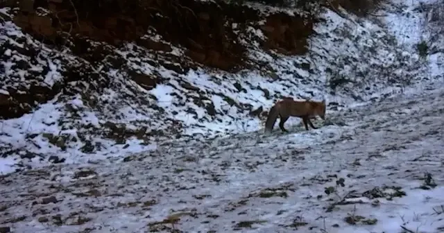 Tekirdağ’da yaban hayatı fotokapana yansıdı VİDEO İZLE
