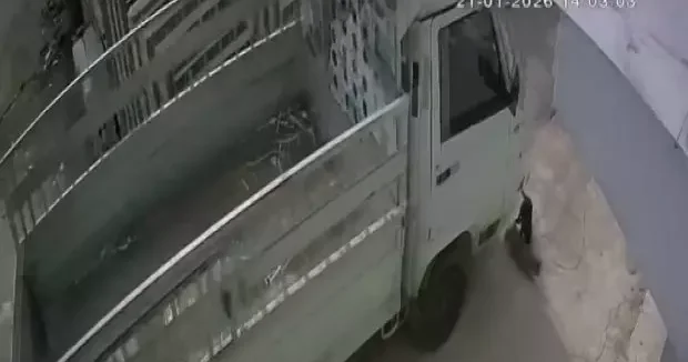 Adana haberleri Adana da iki kediyi ezmişti: Mahkemeden unutulamayacak ceza 28 Ocak 2026