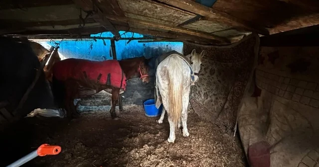 Sakarya da otoyol kenarındaki kemikler jandarmayı at kasaplarına götürdü Kemikleri bırakıp uzaklaştılar ama kaçamadılar: 5 at kurtarıldı, 2 kişi gözaltına alındı Sakarya Haberleri