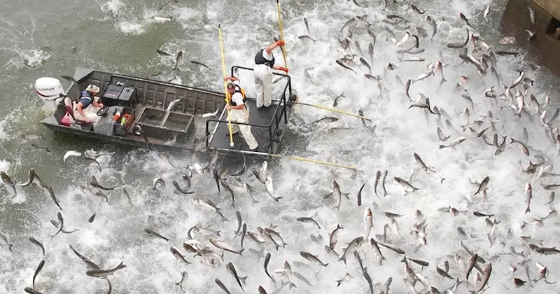 Motor sesi duyan sudan sıçrıyor... 49 ton balık yakalandı Sözcü Gazetesi