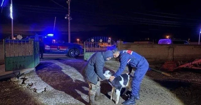 Nevşehir de büyükbaş hayvan hırsızları jandarmadan kaçamadı Nevşehir Haberleri