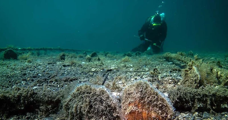 Marmara Denizi nde yıllar sonra pinna nobilis ortaya çıktı