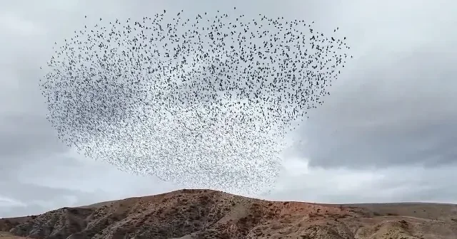 Kırıkkale’de sığırcıklardan büyüleyen gösteri VİDEO İZLE