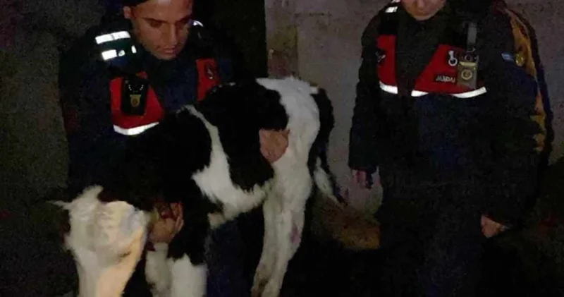 Buzağı hırsızları kıskıvrak yakalandı!