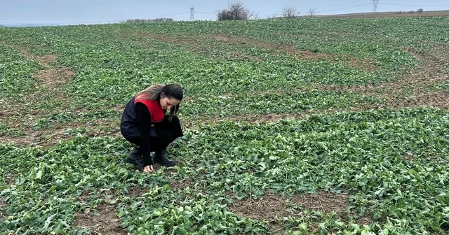 Pehlivanköy de anıza ekim yapılan kanola tarlasında bitkinin fizyolojik gelişimi incelendi Kırklareli Haberleri