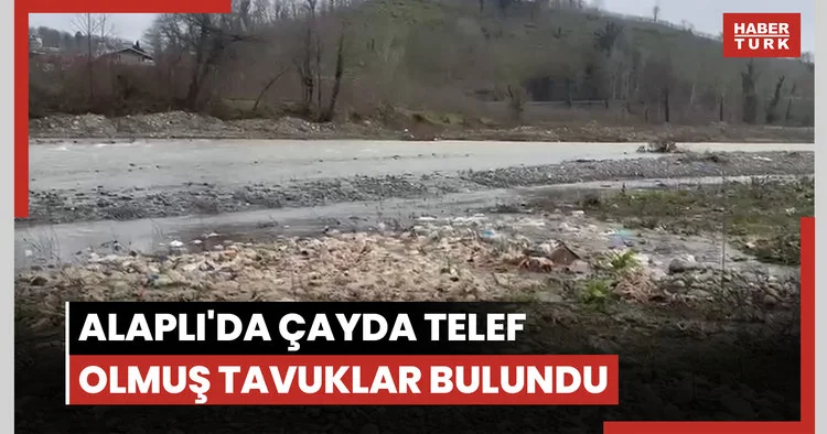 Alaplı da çayda telef olmuş tavuklar bulundu