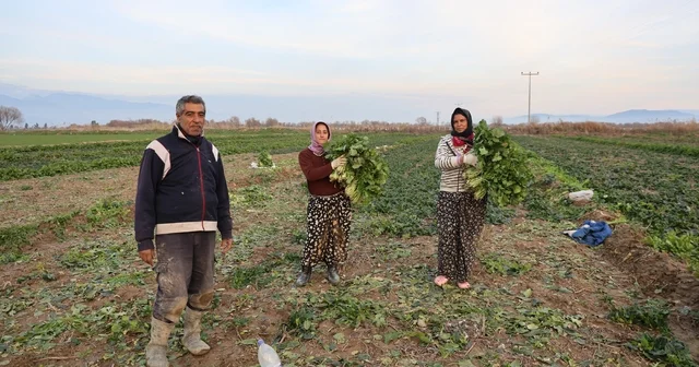 Aydın da soğuk hava sebzeyi vurdu, tarlada verim düştü Aydın Haberleri