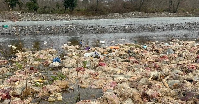 Alaplı da çay yatağında onlarca tavuk ölüsü bulundu Zonguldak Haberleri