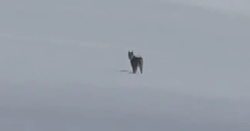 Bitlis te kar altında nadir görüntü: İlk kez bu kadar yakından gördük