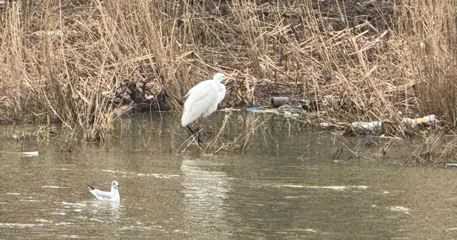 Alaplı Çayı yüzlerce kuş türüne köprü oluyor Zonguldak Haberleri