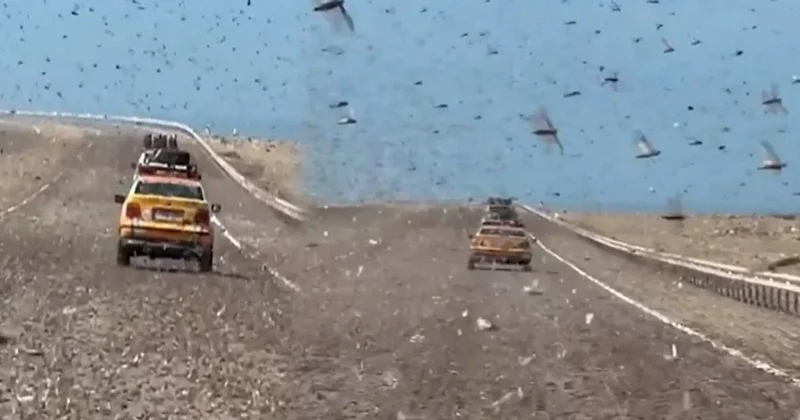 Gökten patır patır yağdılar: Karayolunu istila ettiler Sözcü Gazetesi