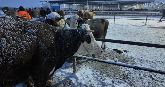 Kış şartları, Türkiye nin en büyük hayvan pazarını olumsuz etkiledi Sivas Haberleri