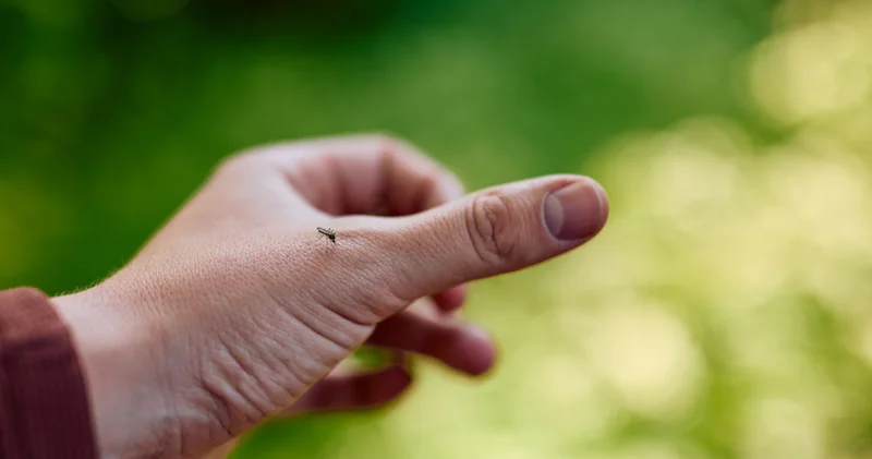 Sivrisineklerin tarihi: Kanımızı 1,8 milyon yıldır emiyorlar