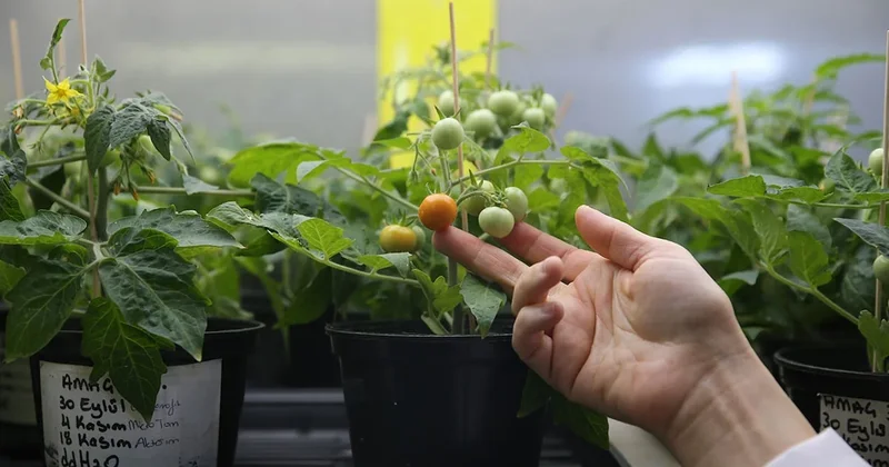 Domatesin genleriyle oynadılar: Tadı bambaşka bir şeye benziyor Sözcü Gazetesi
