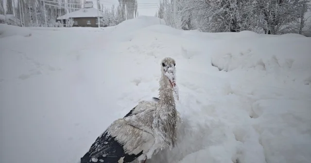 Yuvasından düşüp, kanatları donan leyleği kurtardı Hakkari Haberleri