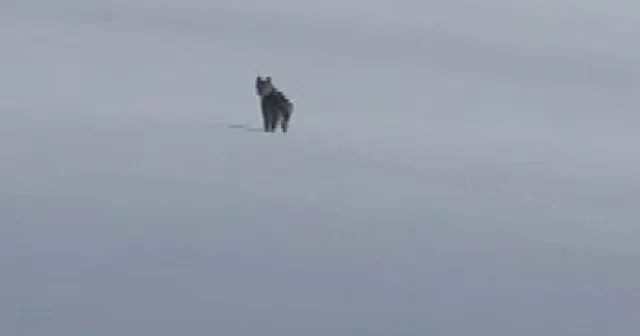 Süphan Dağı eteklerinde nesli tehlike altındaki vaşak görüntülendi Bitlis Haberleri