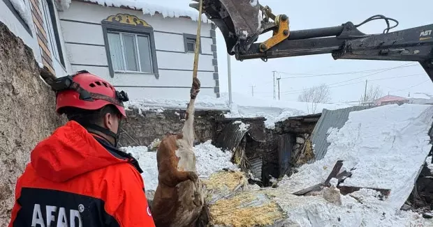 Kars haberleri Kars ta 2 ahır çöktü, 4 büyükbaş hayvan telef oldu 28 Şubat 2026