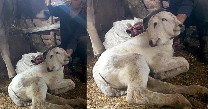 Erzurum da çift başlı buzağı dünyaya geldi