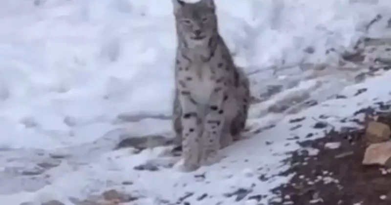 Şiran’da yerleşim alanında vaşak görüntülendi