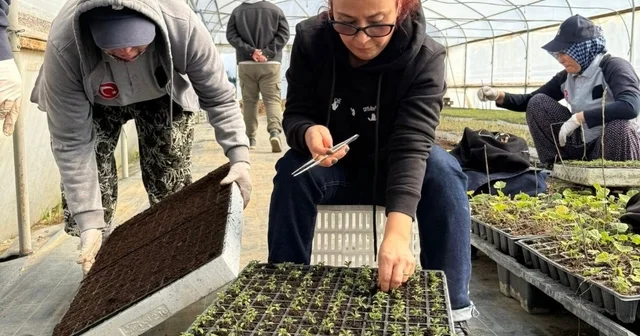 Zeytincilik öğrencileri BAÇEM de uygulamalı eğitim aldı Balıkesir Haberleri