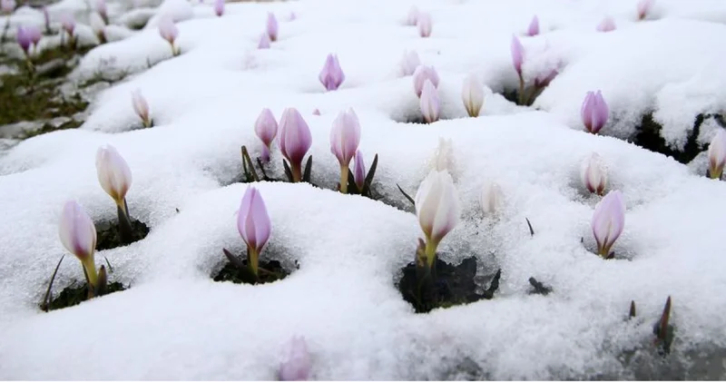 Baharın habercisi çiğdemler kar altında kaldı