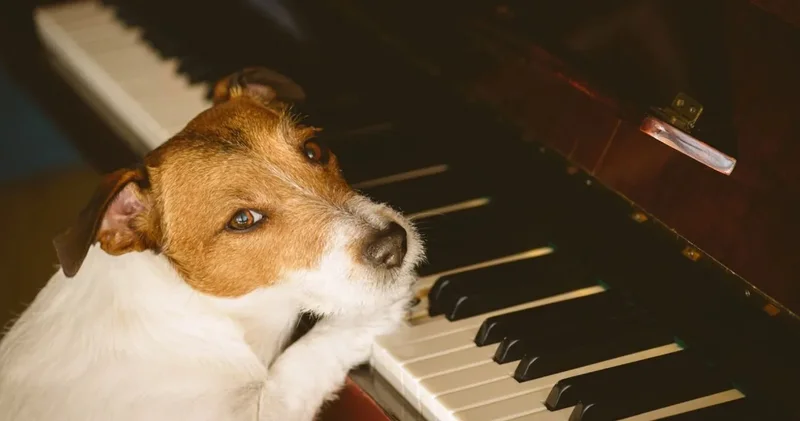 Evcil hayvan kokusunu gidermek için uzman onaylı ipuçları: