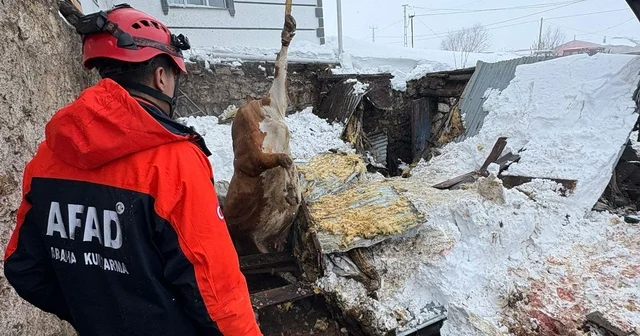 Çatısında kar biriken 2 ahır çöktü; 4 büyükbaş hayvan öldü Kars Haberleri