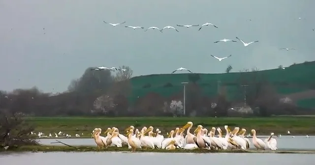 Göç yolundaki pelikan sürüsü, Boğazköy Barajı nda görüntülendi Bursa Haberleri