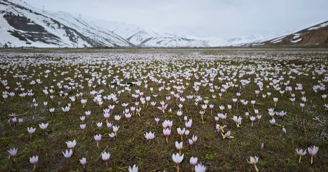 Güzeldere Vadisi bahar çiğdemleriyle süslendi Bitlis Haberleri