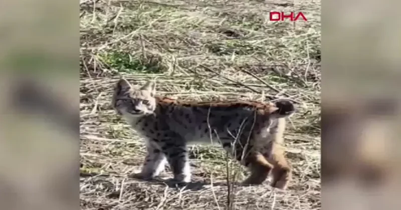 Sivas ta vaşak görüntülendi