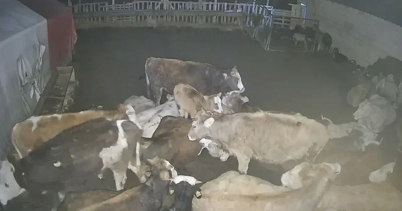 Ankara’daki bir köyde çiftliğe giren kurt sürüsü hayvanları telef etti