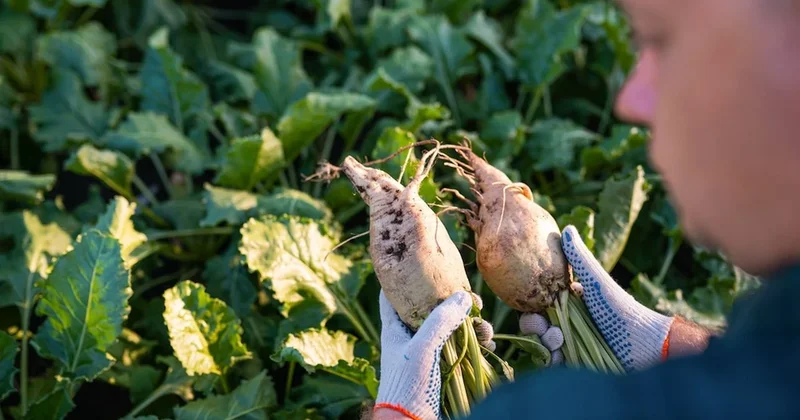 Tüm çiftçileri ilgilendiren karar: Sözleşme yapmadan eken ceza ödeyecek Sözcü Gazetesi