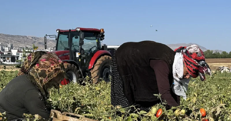 Çöpe gidiyordu, değeri katlandı: Sapı servete dönüştü Sözcü Gazetesi
