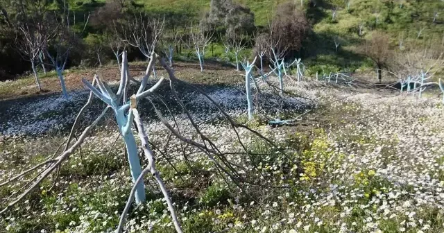 Böyle öfke görülmedi: Bir gecede yüzlerce incir ve zeytin ağacını kesip kaçtılar VİDEO İZLE