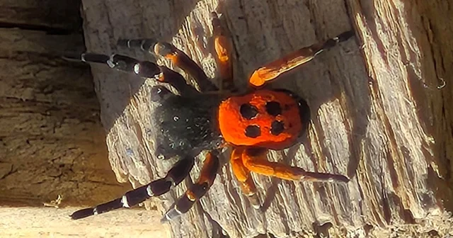 Akdeniz ve Orta Asya nın nadir türü Elazığ da ortaya çıktı Elazığ Haberleri