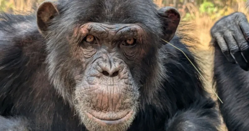 Şempanzeler arasında moda akımı çıktı: Nedeni şaşırttı