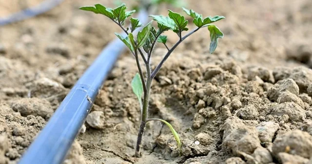Gördes te 73 bin domates fidesi toprakla buluşuyor Manisa Haberleri