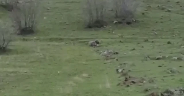 Diyarbakır da kurt sürüsü görüntülendi Diyarbakır Haberleri