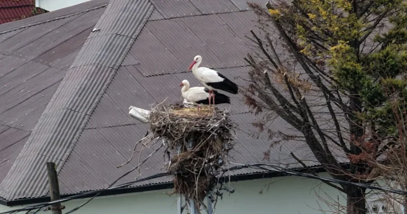 Baharın habercisi leylekler İstanbul a ulaştı Sözcü Gazetesi