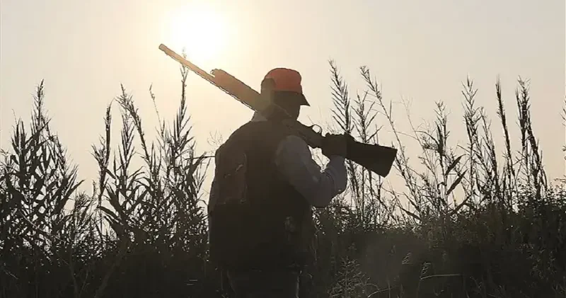 Hastalık riski taşıyan yaban hayvanlarına kontrollü av Yerel Gündem Haberleri