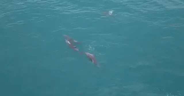 Karadeniz’de yunusların su yüzeyindeki dansı büyüledi VİDEO İZLE