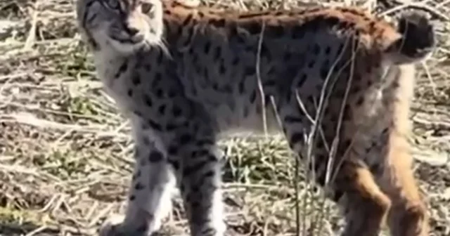 Ormanın hayaleti vaşağın çığlığı kamerada Sivas Haberleri